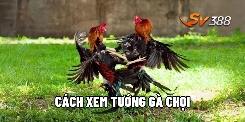 Cách xem tướng gà chọi