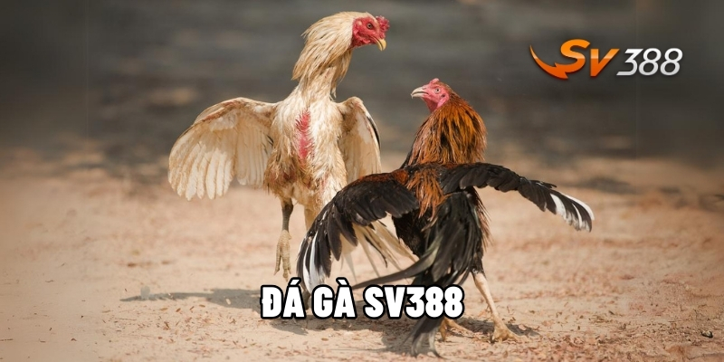 Đá gà SV388