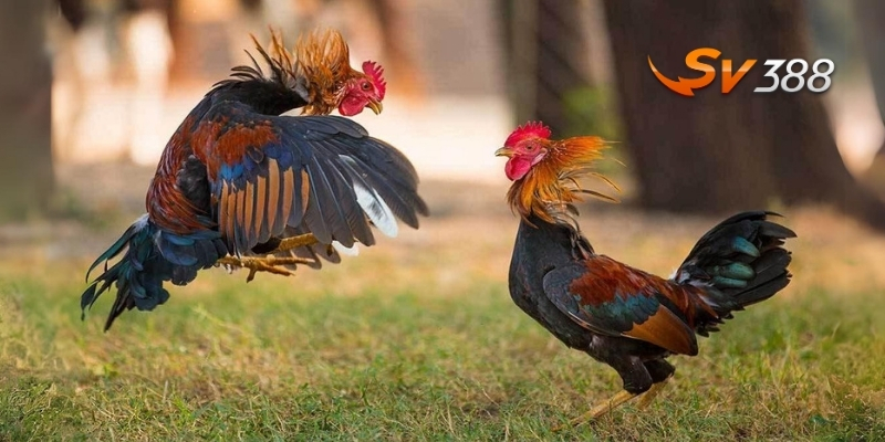 Ưu điểm khi chơi đá gà SV388