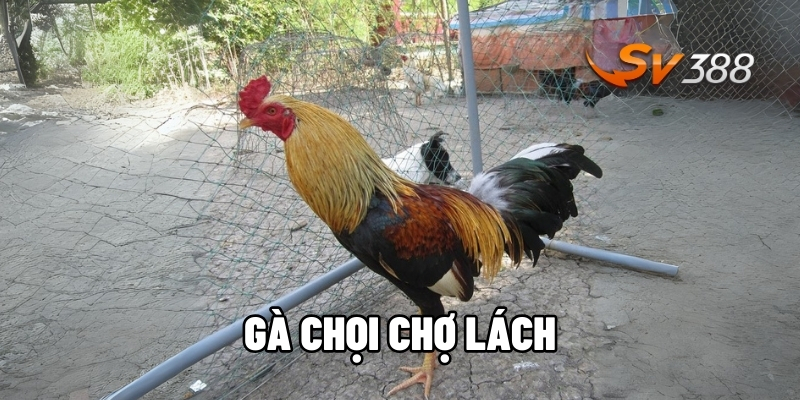 gà chọi chợ Lách