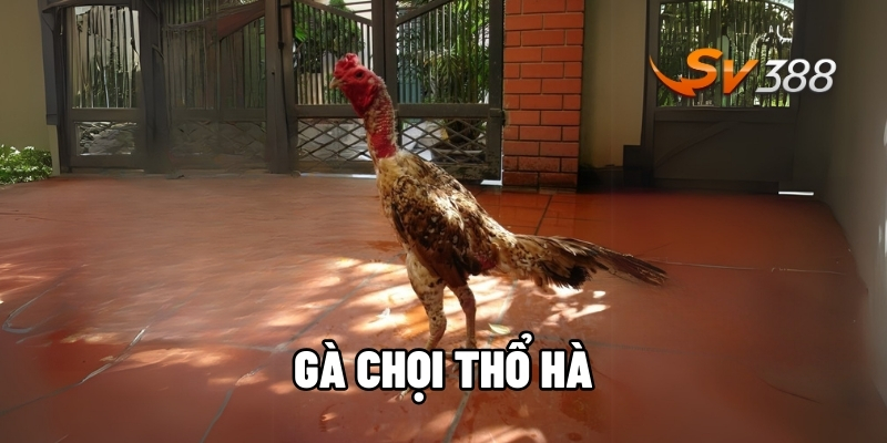 Gà chọi Thổ Hà