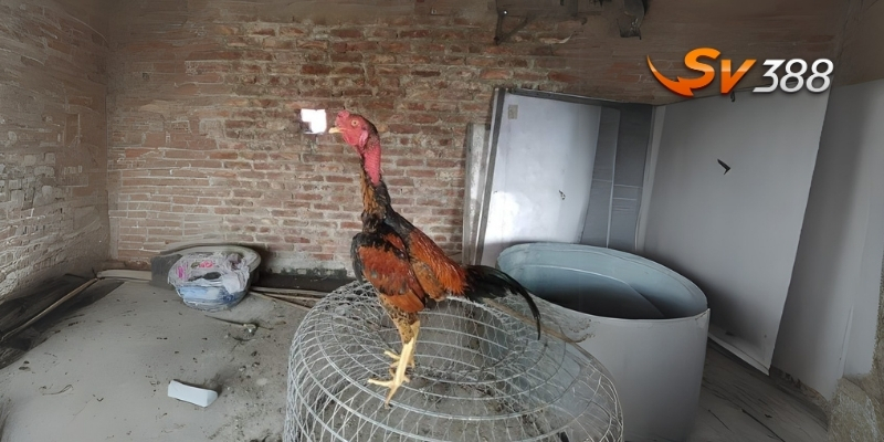 Giới thiệu gà chọi Thổ Hà