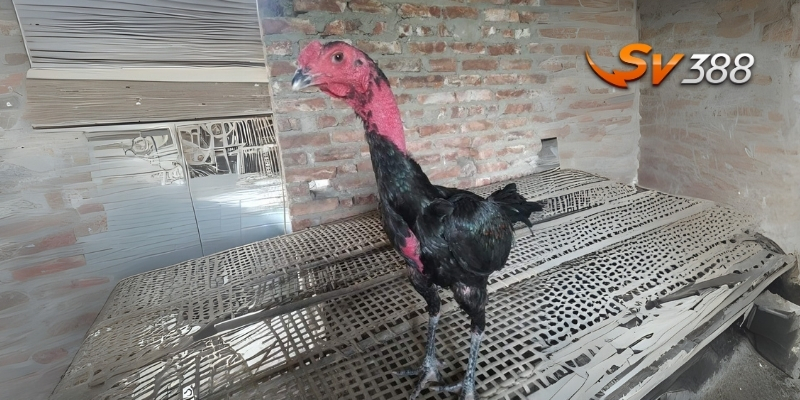 Kinh nghiệm soi kèo đá gà khi gặp gà chọi Thổ Hà