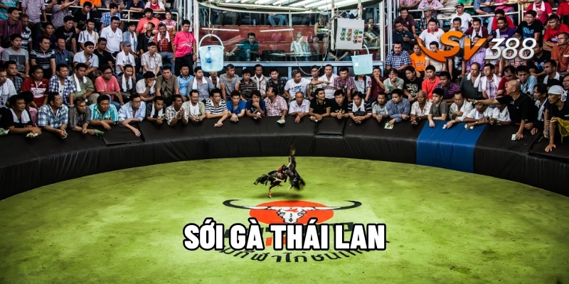 sới gà Thái Lan