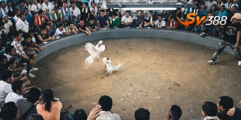 SV388 – Cầu nối đưa người chơi Việt đến sới gà Thái Lan