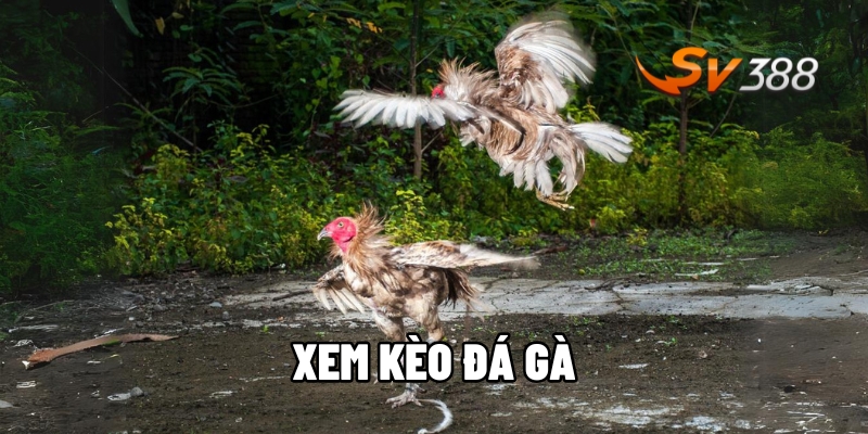 Xem kèo đá gà